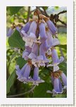 10 - 36 Gradina Botanica - Jibou  * 428 x 640 * (64KB)